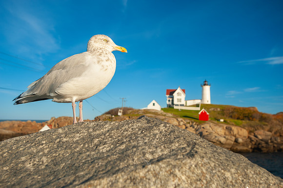 SEAGULL AT NUBBLE LIGHTHOUSE