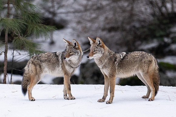 COYOTES PLAYING IN THE SNOW