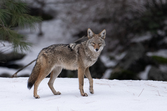 COYOTES PLAYING IN THE SNOW