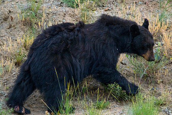 BLACK BEAR| YELLOWSTONE 2024