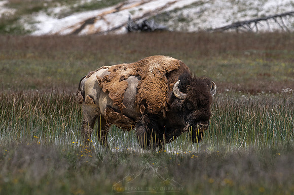 BISON| YELLOWSTONE 2024
