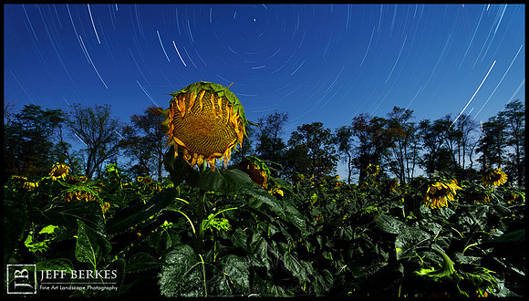 MOONFLOWER