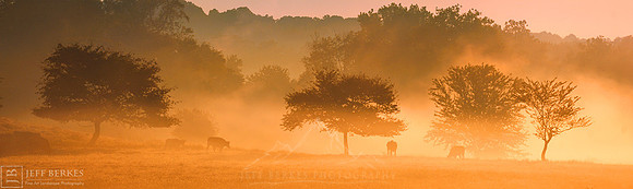 MORNING GLOW