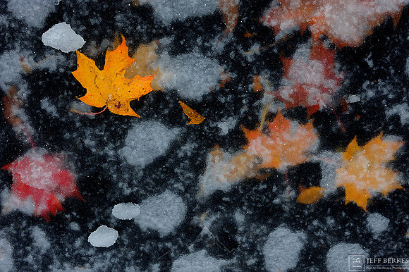COVERED LEAVES