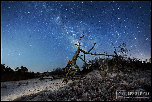 TREE OF THE DUNES