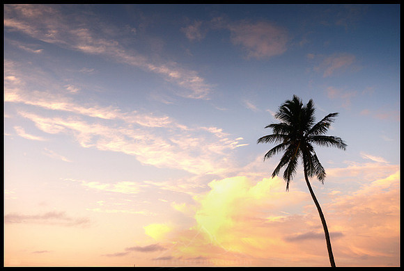 FLORIDA KEYS PALM TREE