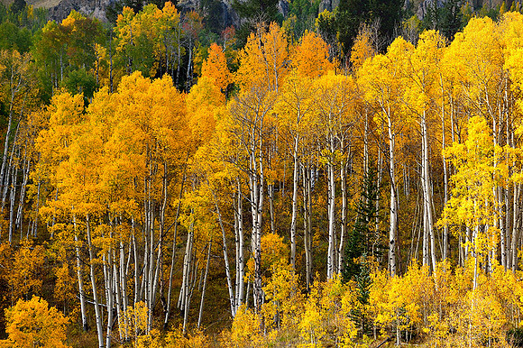 ASPENS