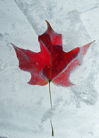 FROZEN MAPLE