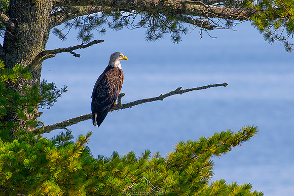 BALD EAGLE | LAKE SUPERIOR, MINNESOTA
