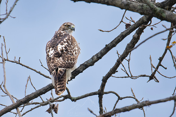 RED TAILED HAWK | 2024