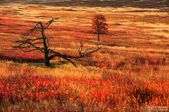 MEADOW OF FIRE
