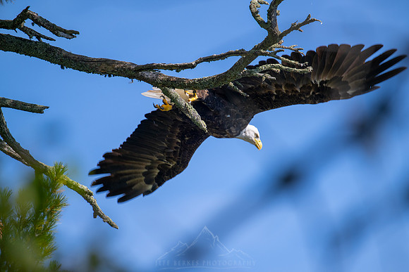 BALD EAGLE