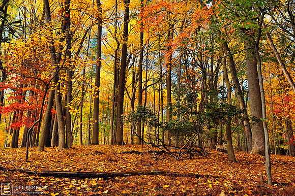 VALLEY FORGE IN FALL